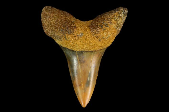 Colorful White/Mako Shark Tooth Fossil - Sharktooth Hill, CA #114050